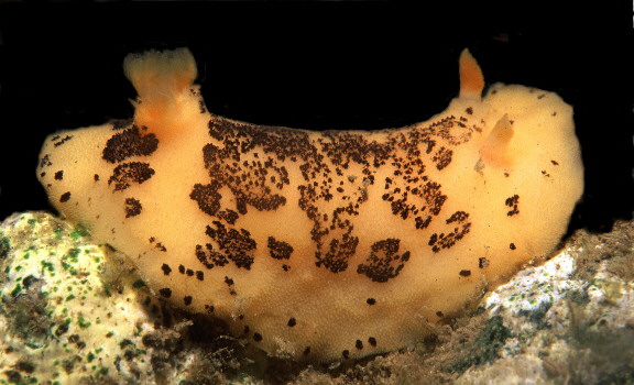 Peltodoris sp